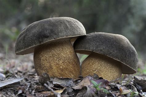 Boletus Aereus Dos Hermosos Ejemplares De Boletus Aereus E Flickr