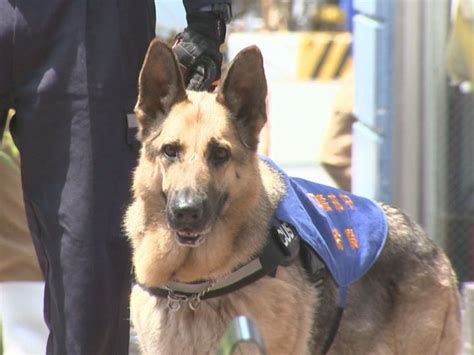 爆発物探知犬も“出動”616から志摩市で開催のg7交通大臣会合を前に鳥羽水族館でテロ対策キャンペーン 東海テレビnews