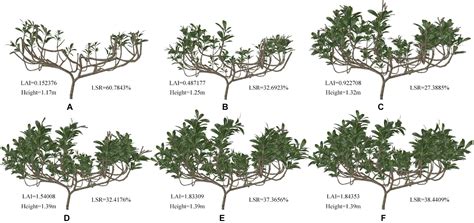 Frontiers Optimal Design Of Plant Canopy Based On Light Interception