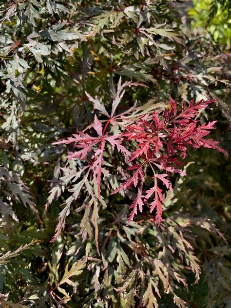 Acer Palmatum Orangeola Poppins Plants