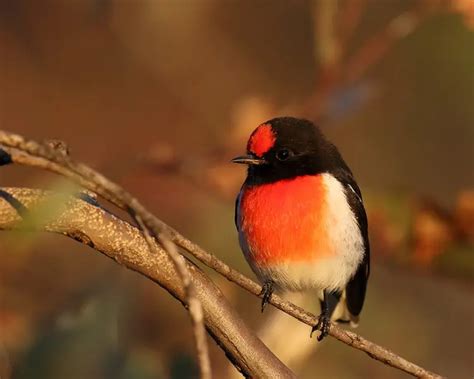 Red Capped Robin Facts Diet Habitat And Pictures On Animaliabio