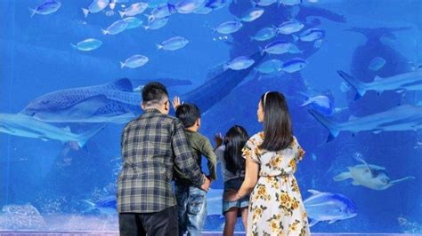 Harga Tiket Masuk Jakarta Aquarium Safari Terbaru 2022 Bisa Berenang