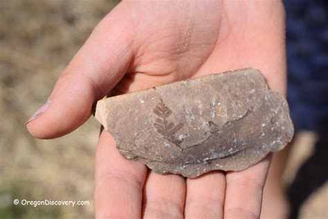 Digging for Fossils - City Of Fossil | Eastern Oregon - Oregon Discovery