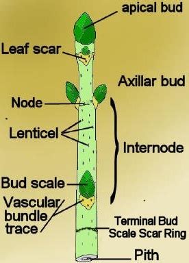 Biology Stem Askiitians