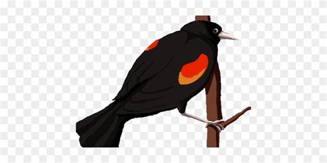 Blackbird Doodle By Colorful Yak Red Winged Blackbird Free