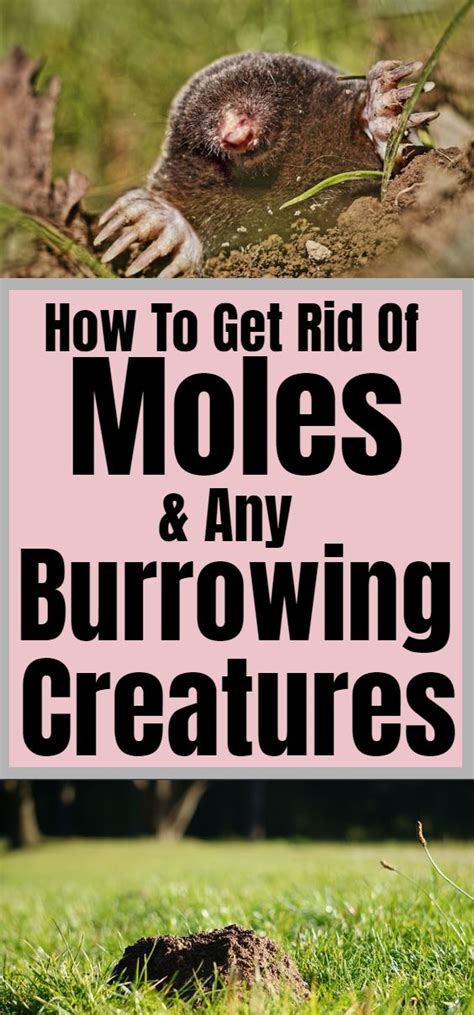 How To Get Rid Of Moles And Burrowing Creatures Mole Garden Pests