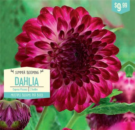 Garden State Bulb Caproz Pizzazz Dahlia Bulbs Pk King Soopers