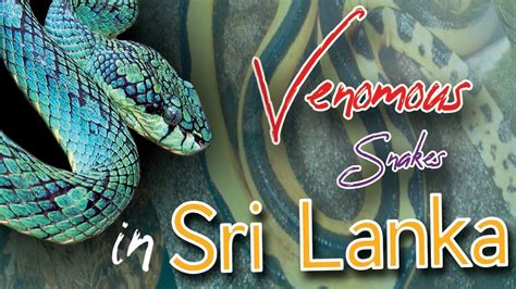 Venomous Snakes In Sri Lanka Youtube