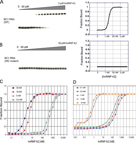 High Affinity Binding Of Dendritic BC1 RNA To HnRNP A2 Is Modulated By