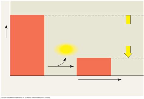 Exergonic Reaction Diagram Quizlet