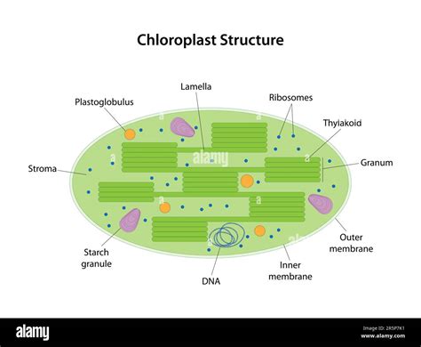 Chloroplast Function