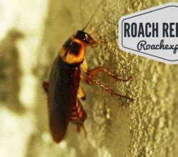 Best Pet Safe Roach Killer Roach Expert