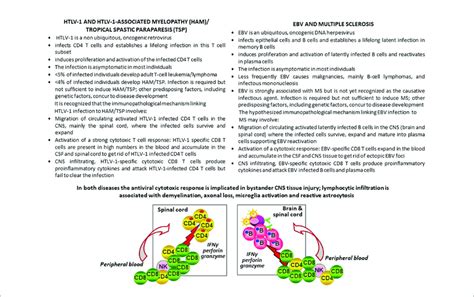 | HTLV-1 associated myelopathy/tropical spastic paraparesis and ...