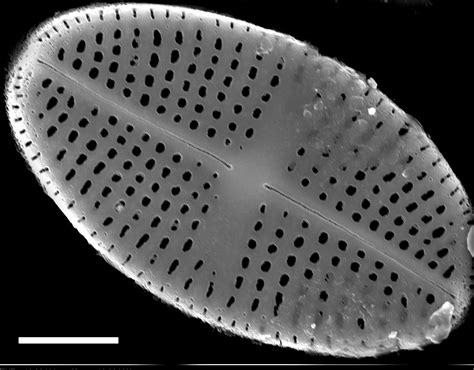 Image Nrsa015114 Species Diatoms Of North America