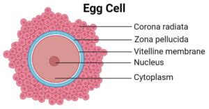 egg cell structure types functions  oogenesis