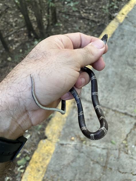 Black Banded Cat Eyed Snake From Palo Verde National Park Bagaces