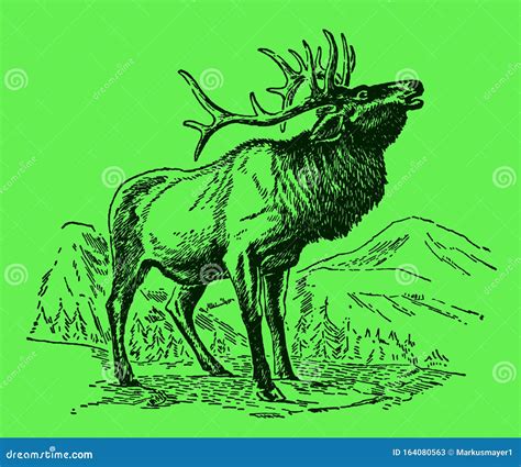 Male Wapiti Or Elk Cervus Canadensis Standing And Roaring In A