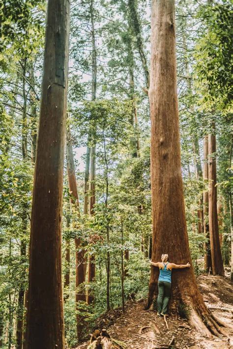 Kumano Kodo Trail: All You Need To Know To Hike This Route