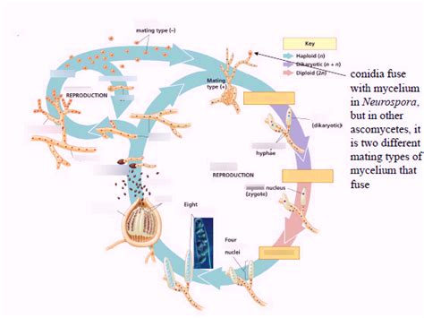 Ascomycete Life Cycle