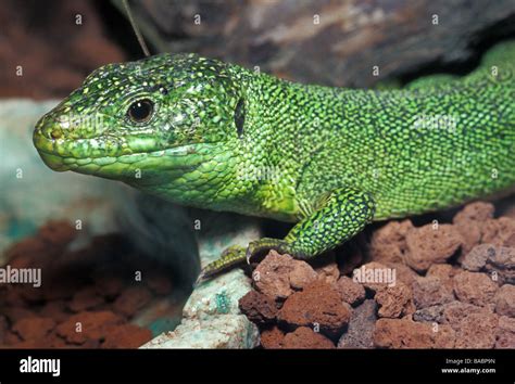 European green lizard (Lacerta viridis), Lacertidae, Italy Stock Photo ...