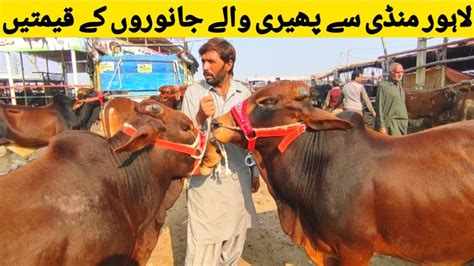 Cow Mandi Lahore L Qurbani 2024 Ka Maal L Sahiwal Bachre L Cholistani