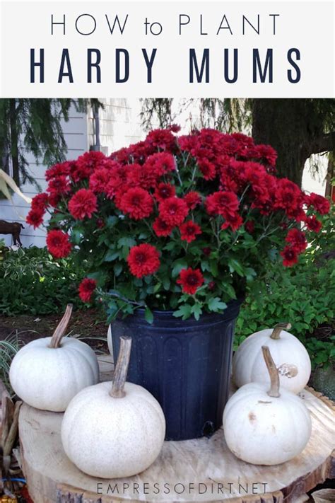 Planting Potted Mums Outdoors as Year-Round Perennials