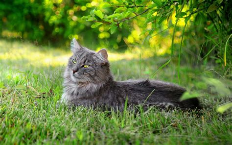 壁纸 性质 草 晶须 野猫 小猫 动物群 脊椎动物 猫像哺乳动物 中小型猫 食肉动物 2200x1375