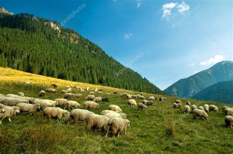 Sheep Farm In The Mountains Stock Photo Photocreo