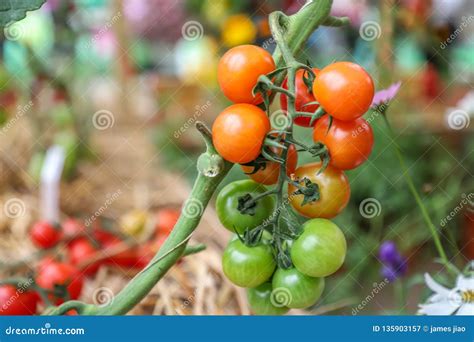 Locally Produced Fresh Organic Fruits And Vegetables Stock Image