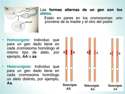 SOLUTION Herencia Mendeliana Studypool