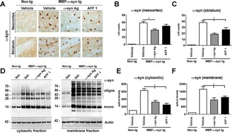 Immunization with AFF 1 reduces α syn accumulation in MBP α syn tg