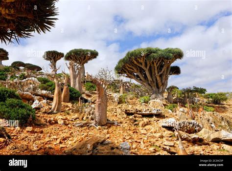 Socotra Insel Bäume Fotos Und Bildmaterial In Hoher Auflösung Alamy