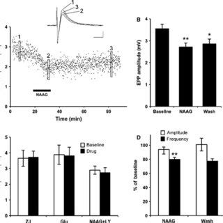 NAAG Presynaptically Inhibits The Release Of ACh A Time Course Of