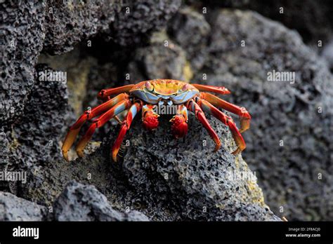 Sally Lightfoot Crab Or Red Rock Crab On Dark Rock Of Galapagos Island