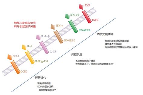 Car T 细胞因子风暴 － 丁香通