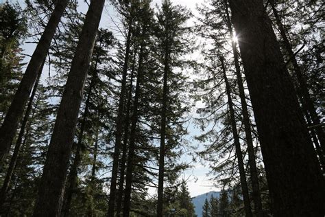 Skamania Lodge In Columbia River Gorge Offers First Look At Its Fancy New Glamping Tents The