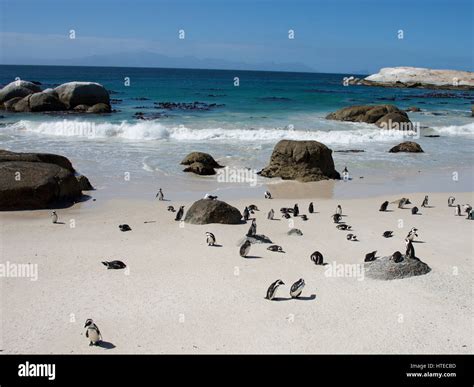 African Or Jackass Penguins On Boulders Beach Simons Town False Bay