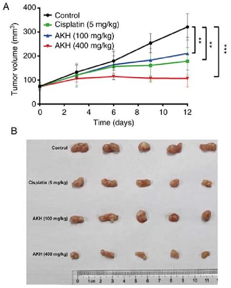 Akh Inhibits The Tumor Growth Of A Xenografts In Nude Mice In Vivo