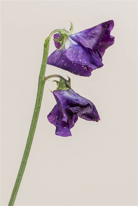 Blooming Sweet Pea Flower Premium Photo Rawpixel