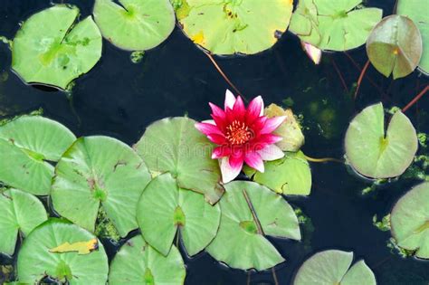 Red Water Lily in the Pond of the Park. Stock Photo - Image of natural ...