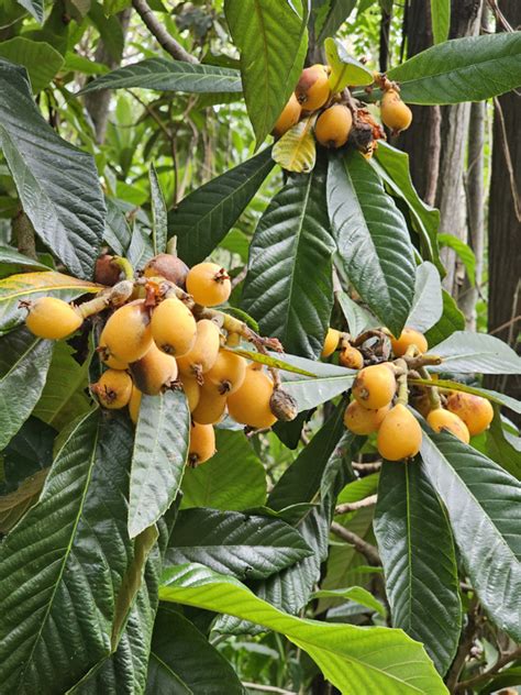 Loquat (Eriobotrya japonica) - EcoRegistros