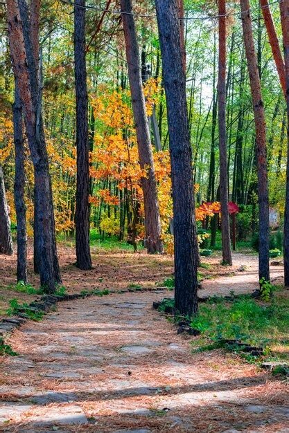 Estrada Na Floresta De Outono Folhas Amarelas Nas Rvores Da Floresta