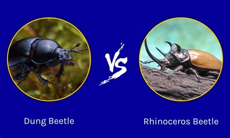 Dung Beetle vs. Rhinoceros Beetle: What Are The Differences? - A-Z Animals