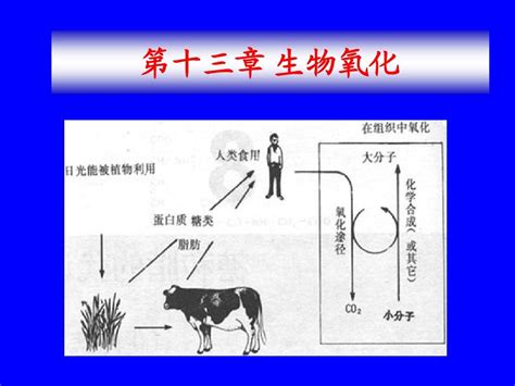 第十三章 生物氧化word文档在线阅读与下载无忧文档