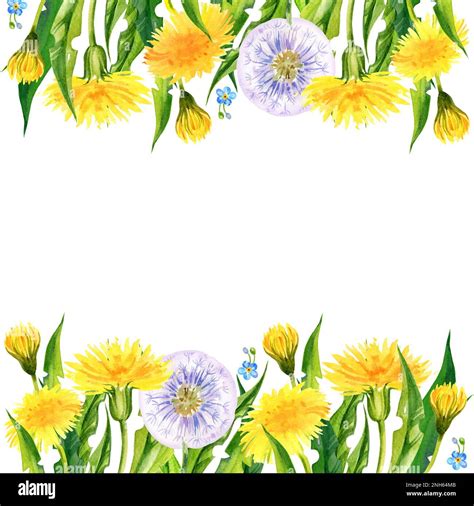 Flowers Border Hand Draw Watercolour Flowers Dandelions Herbs