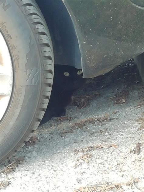 Drivers are shocked by a car shipping quote they received recently 22