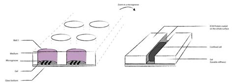 Coverslips Coated with Microstructured Gels - 4Dcell