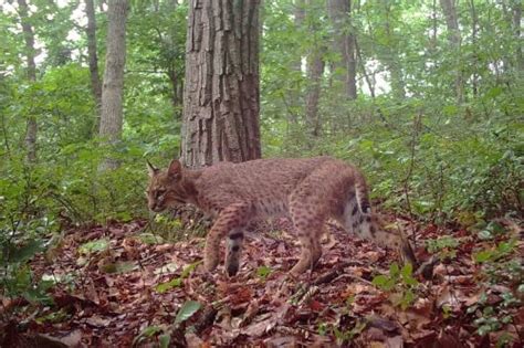 Bobcat Habitat: Exploring Diverse Range From Forests to Suburbs