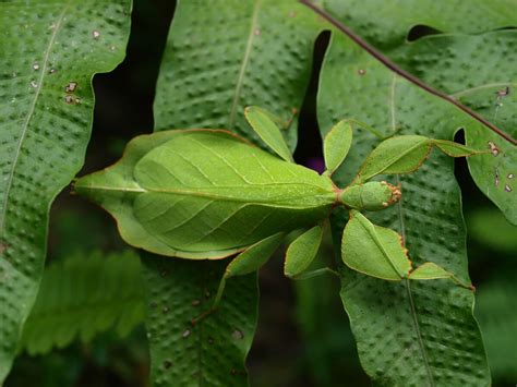 Insecto Hoja Phyllium Philippinicum Cuidados Y Cría En Cautiverio