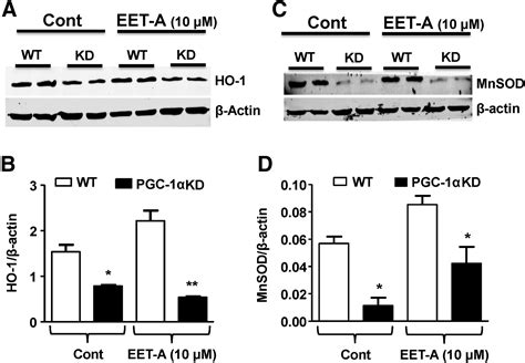 Epoxyeicosatrienoic Acids Regulate Adipocyte Differentiation Of Mouse